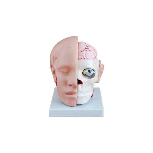 Head Cerebral artery Teaching model head Dissection free shipping