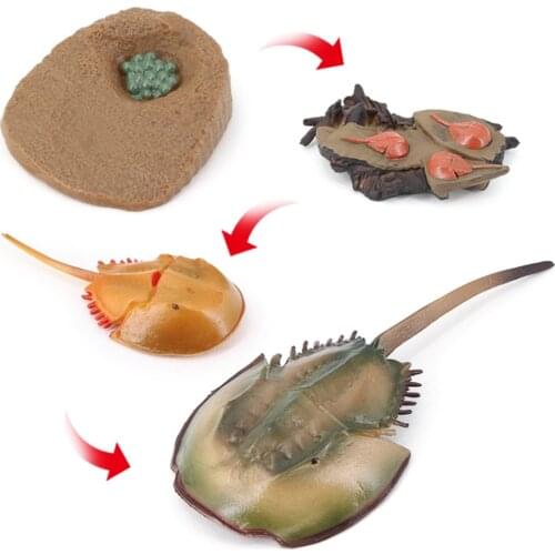 4 Stages Life Cycle of A Dragonfly, Insects Plastic Toy Figure - Authentic