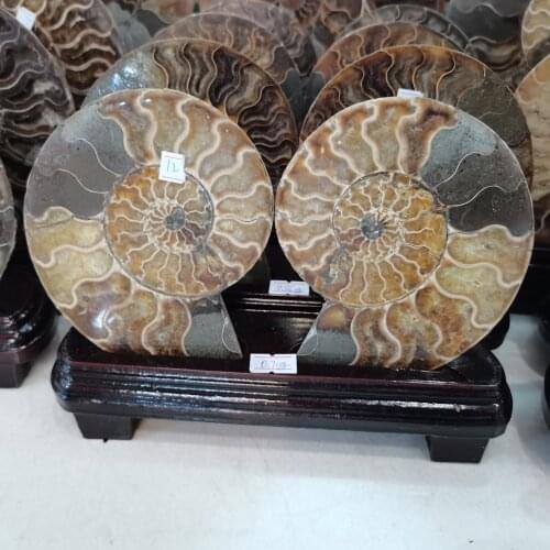 18-22cm Conch Chrysanthemum Ammonite Conch Sea Snail specimen Whelk Fossil cutting Natural conch Home decoration+ pedestal