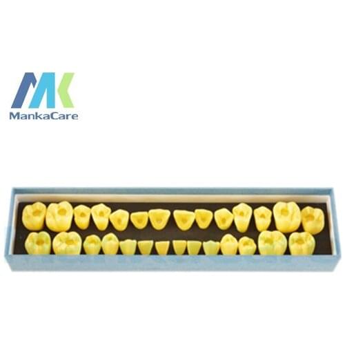 Manka Care - Using the tooth of 4 times the natural size to demonstrate pulp opening positioning. Made of imported resin