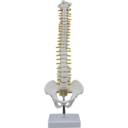 45CM Human Spine with Pelvic Model Human Anatomical Anatomy Spine Model Spinal Column Model+Stand Fexible