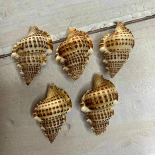 Hall crab replacement shell