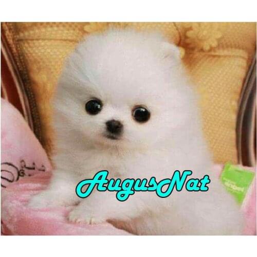 Dog 5d diamond painting stitch baby pomeranian daimond mosaic animal diamant borderie plein puzzle picture diamand embroidery