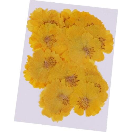 20x Pressed Coreopsis Real Dried Flower for DIY Pendant Jewelry Craft Yellow