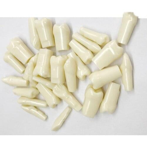 Full mouth grain teeth 32 teeth Tooth Grain Model