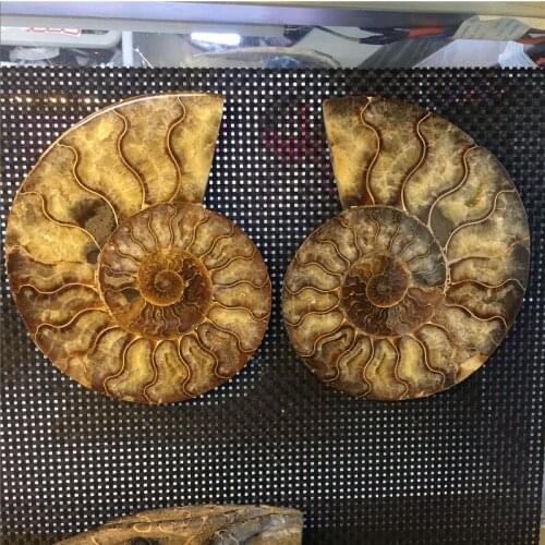 1 pair Fengshui home furnishing money drawing rough natural colorful conch fossil slice specimen for home decoration madagascar