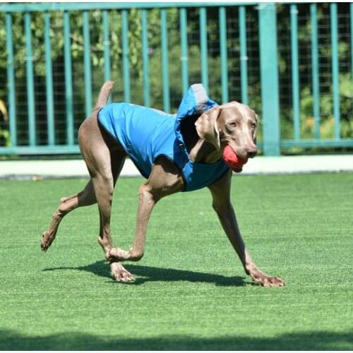 Pet supplies Small Pet Raincoat Hooded Waterproof Dog Raincoat Medium-sized Dog Big Dog Two-legged Raincoat