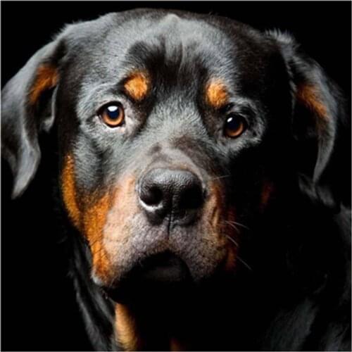 Diamond Painting Dog Full Square Diamond Embroidery Rottweiler Pictures Rhinestone Diamond Mosaic Cross Stitch Home Decor