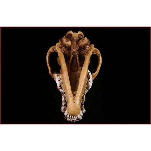 Wolf Skull Model Resin Skull Medical Skull Home Art Swing Resin 1:1 high simulation
