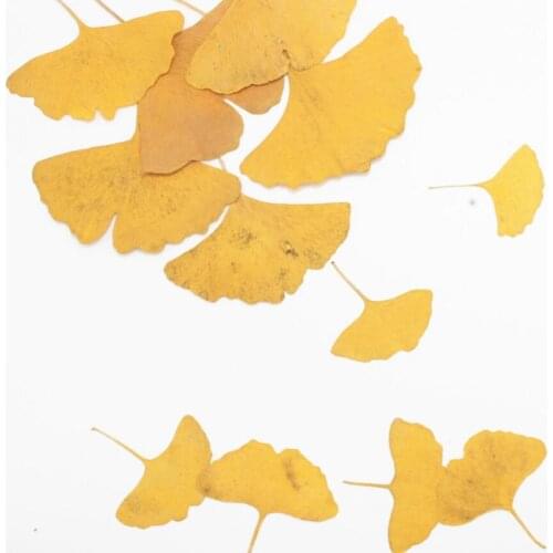 120pcs Pressed Dried Ginkgo Filler For Epoxy Resin Jewelry Making Postcard Frame Phone Case Craft DIY