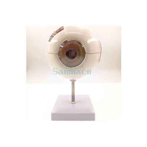 Human Anatomy Eye Ball Educational Model Training 6X Life Size Enlargement Medical Learning Kit