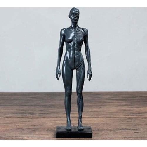 Natural Resin 30cm Human Female Artwork Model Medical Muscle Anatomical/Anatomy Structure Model Artist Drawing White Gray Gold