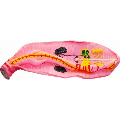 Earthworm Anatomical Model High School Biological Model Demo Props of Medical Anatomy Educational Equipment Supplier