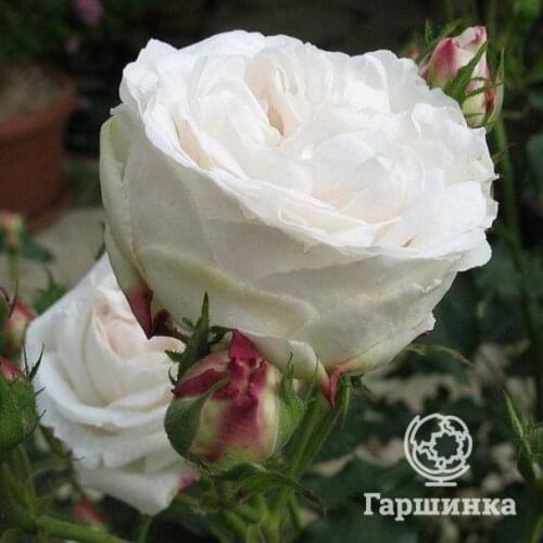 Цветочные горшки Garshinka China At AliExpress