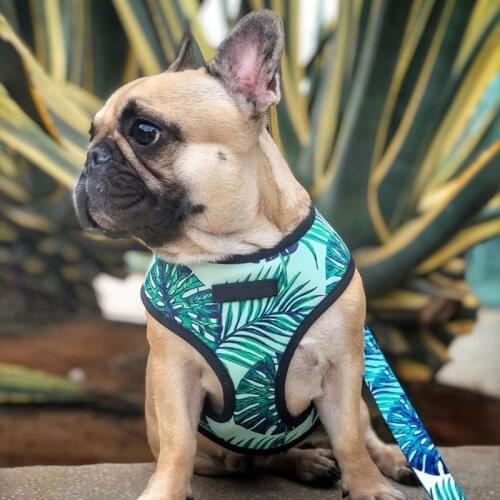 Breathable Small Dog Pet Harness Puppy Cat Vest Harness Collar For Chihuahua Pug Bulldog Cat arnes perro New
