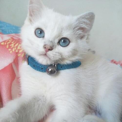 Cat Collar Skin-friendly Adjustable Multi-color Safety Belt Pet Necklace Pet Accessories