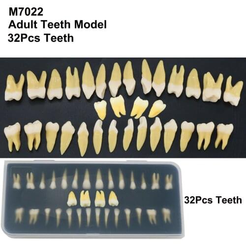 Dental 1:1 Adult Teeth Model Typodont Permanent Study Teach Upper Lower 28 32Pcs