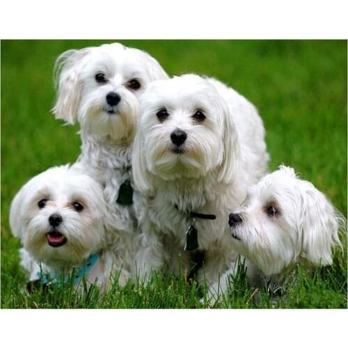 3d diamond painting Maltese Dog diy diamond embroidery bead cross stitch mosaic full square round drill rhinestones decor