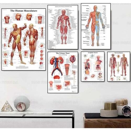 Human Anatomy Muscles System Art Poster Print Body Map Canvas Wall Pictures for Science Medicine Bedroom Decor artwork