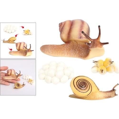 Four Stage Snail Growth Cycle Model Toys Life Cycle Display Toys, from Egg to Adult