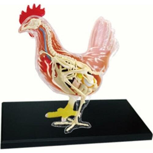 4D Animals Anatomical Model Children Puzzles Toys Chicken Organ Skeletal Anatomy Medical Teaching Model Kids Model Building Kits