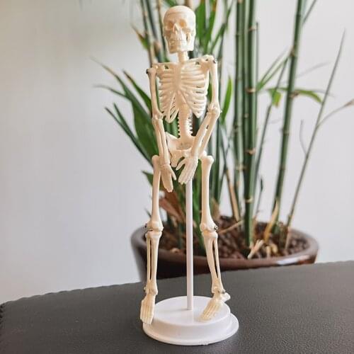 1 Pcs 20cm Human Anatomical Anatomy Skeleton Model Medical Learn Science Medicine Teaching Equipment Skull Model