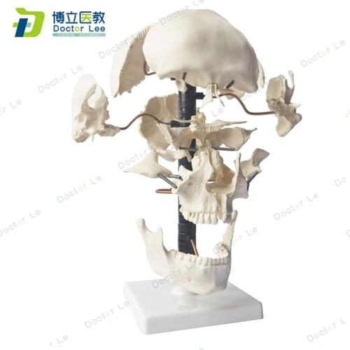 Natural size artificial bauchene skull of an adult, skeleton anatomical model skull anatomy for medical science learning
