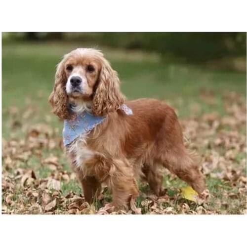 Square Round Diamond Cross Stitch dog 5D Diy Diamond Painting British cocker spaniel Diamond Embroidery Mosaic Painting YG1298