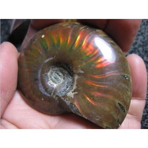 RARE Iridescent AMMONITE AMMOLITE SHELL GEM FOSSIL SPECIMEN HEALING 30G--40G