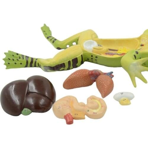 Assembly of medical biological animal anatomical specimens by simulating the internal organs anatomical model of frog