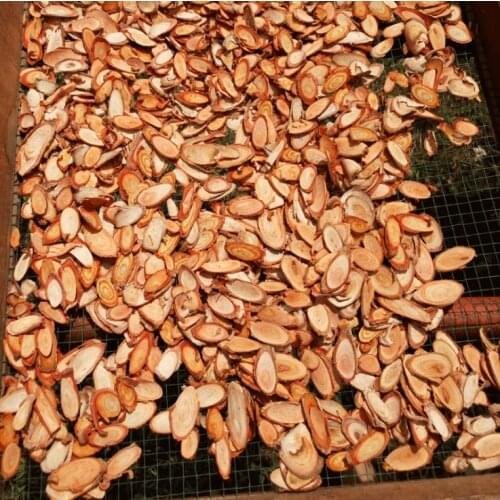 100% Natural Tongkat Ali Eurycoma Longifolia