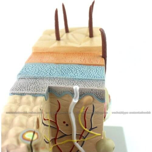 12531-1/CMAM Human skin model, Medical Anatomy for study