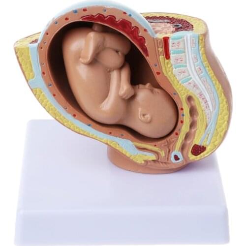 9th Month Baby Fetus Foetus Pregnancy Human Pregnancy Fetal Development Model