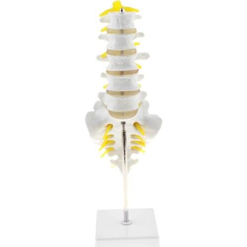 1: 1 Human 5 Lumbar Vertebrae with Sacrum Coccyx Model Anatomical Model for School Teaching Tool Learning Display Lab Supplies