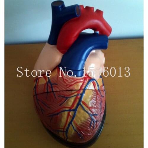 Jumbo Human Heart Model 3 parts, Anatomical Heart model
