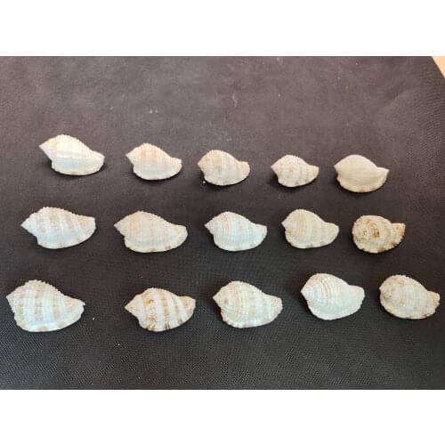 Natural conch shell big snail home furnishings collection decoration