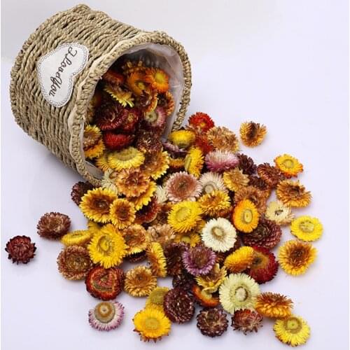 100pcs Real Daisy Chrysanthemum Preserved Flower Dried Specimen Diy Bookmark Candle Card A Level Home Decor Natural Gerbera Head