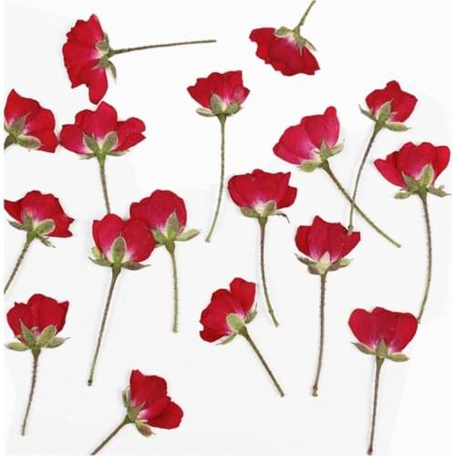 60pcs Dried Side Pressed Red Chinese Rose Flower Plant Herbarium For Jewelry Bookmark Postcard Phone Case Invitation Card DIY