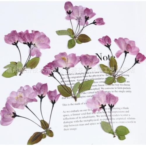 Sakura Specimen Real Flower Epoxy Phone Case DIY Handmade Materials