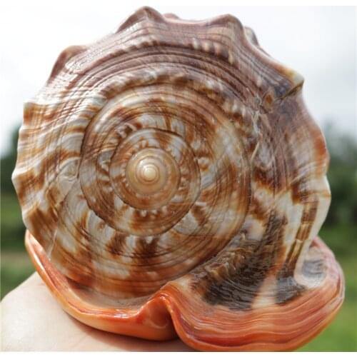 1Pcs Natural Conch Shells Large Beautiful Sea Shell Conch Fish Tanks Decorations Crafts Party Decors Ornaments