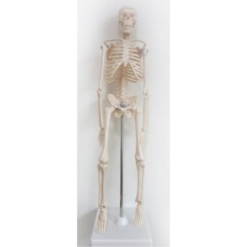 45cm human skeleton model Special medical decoration Family personalized Halloween decorative Figurines scheletro umano