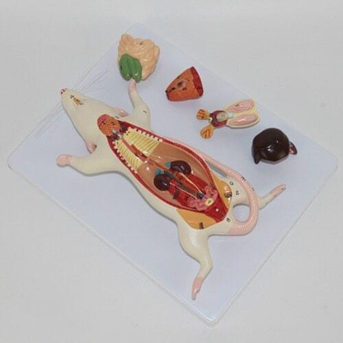 Mouse anatomical model mouse model biological anatomy mouse visceral structure