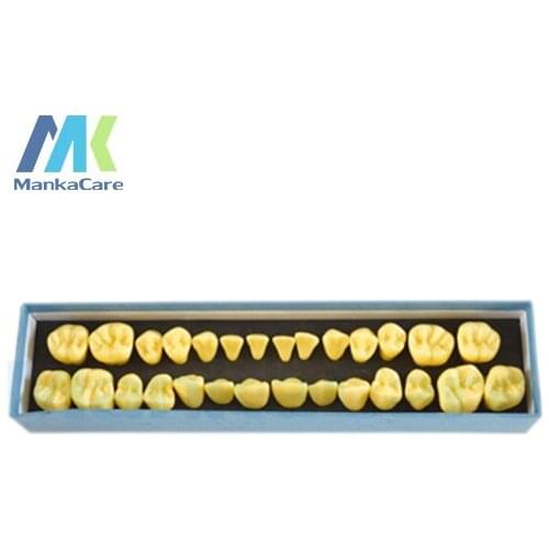 Manka Care - 4 times the natural size permanent teeth. A set of 28 teeth.Made of imported resin Oral Model Teeth Tooth Model