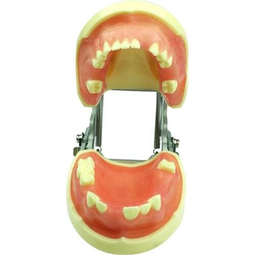 Dental Teeth Models for Cutting and Suturing Practices Teeth Model Dental Education Model