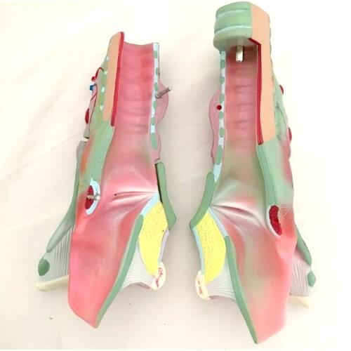 Lifelike Throat Anatomical Model Inner Throat Teaching Aids Human Realistic Organ Throat Model Removable Medical Equipment Props