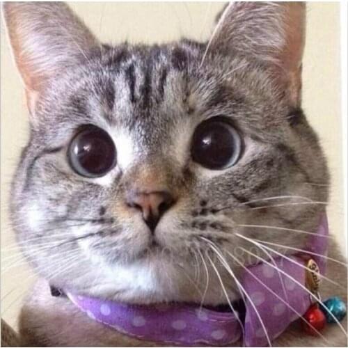 Diamond Mosaic Diy 5D Diamond Embroidery Stunned The Cat Diamond Painting Cross Stitch Floral Rhinestone Decoration Needlework