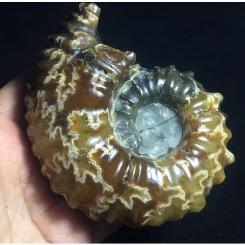 394 grams of natural ammonite fossil conch crystal specimen healing