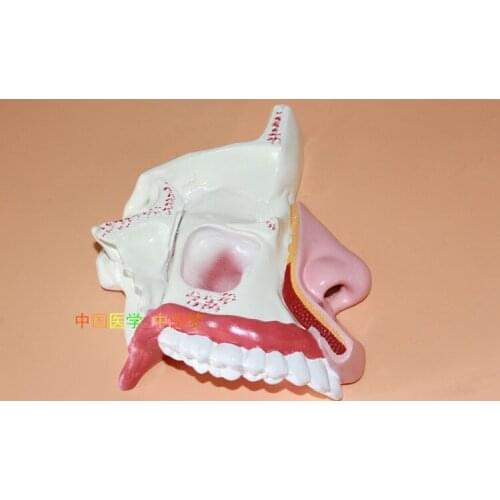 ENT medical model nasal anatomical model muzzle nose nasal cavity model structure model human nose model