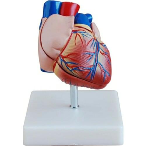 Medical science Anatomical Series New Style Life-Size Heart Model