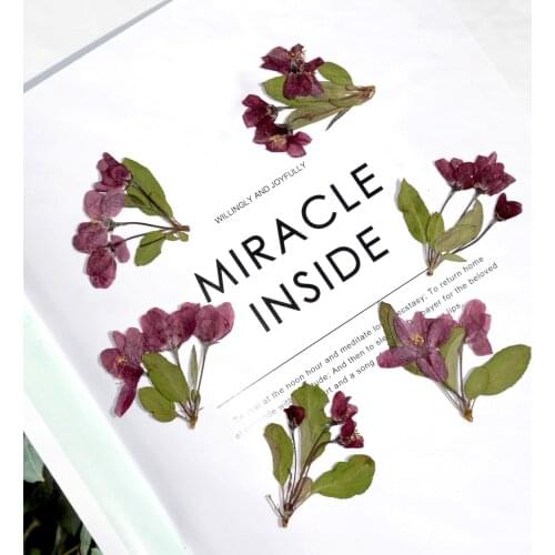 Begonia Artificial Childrens Teaching Plant Material Dry Flower Phone Case DIY Flowers Flores Autumn Decoration Mothers Day